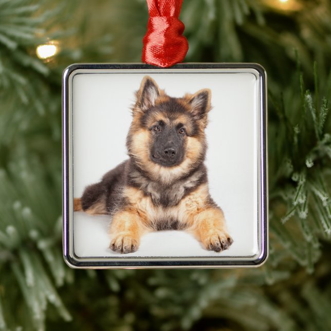 Ornement Carré Argenté Bordure Collie Allemand Shepherd Mix (Arbre)