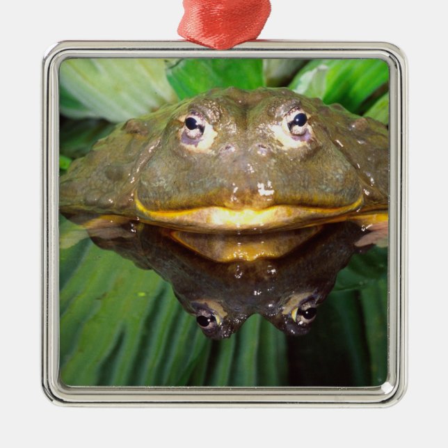 Ornement Carré Argenté Bullfrog, Pyxicephalus 2 (Devant)