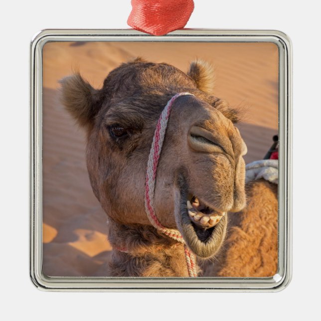 Ornement Carré Argenté Camel avec une drôle d'expression faciale - Oman (Devant)
