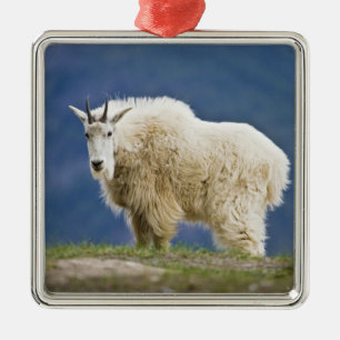 Ornement Carré Argenté Canada, Alberta, Parc national Jasper,