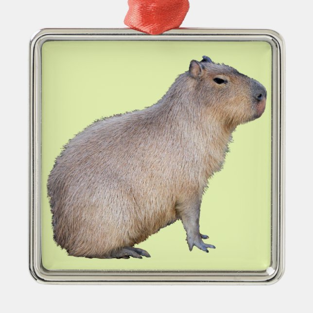 Ornement Carré Argenté Capybara (Devant)