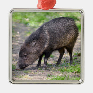 Ornement Carré Argenté Carte postale Collared Peccary walk