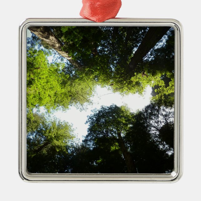 Ornement Carré Argenté Cercle de séquoias au parc national Redwood (Devant)