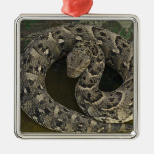 Ornement Carré Argenté Charmeur de serpents Puff-adder africain Bitis