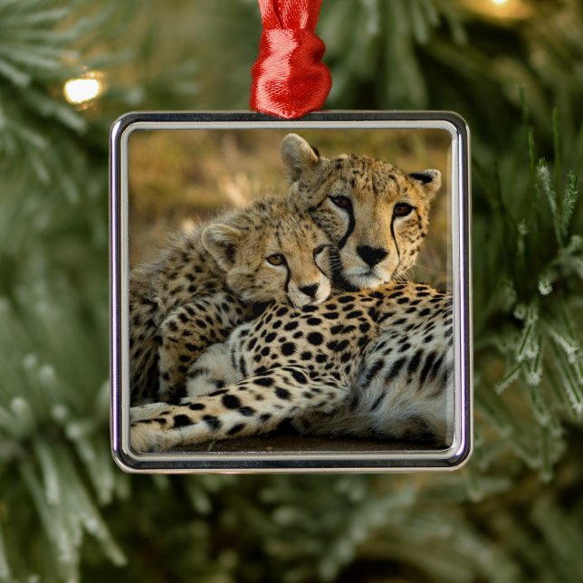 Ornement Carré Argenté Cheetah Cub Snuggling (Arbre)