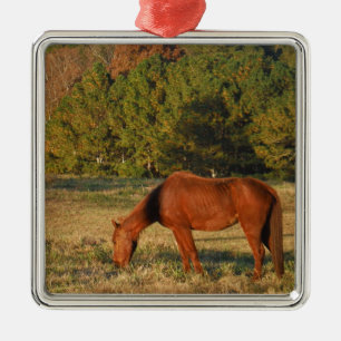 Ornement Carré Argenté Cheval Brown aux pins