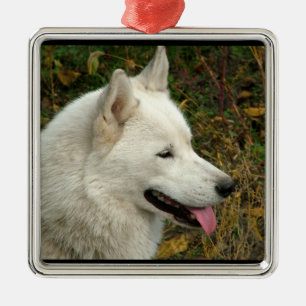 Ornement Carré Argenté Chien de Malamute d'Alaska