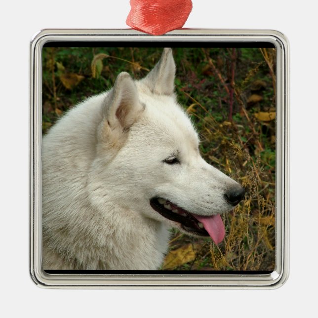 Ornement Carré Argenté Chien de Malamute d'Alaska (Devant)
