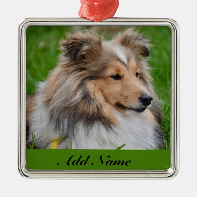 Ornement Carré Argenté Chien de mer Shetland personnalisé - Chien de refu (Devant)