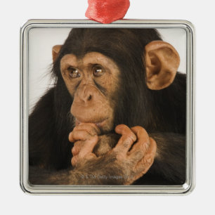 Ornement Carré Argenté Chimpanzé (troglodytes de casserole). Jeune