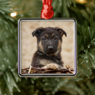 Ornement Carré Argenté Chiot Allemand En Panier