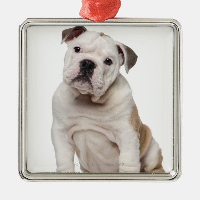 Ornement Carré Argenté Chiot anglais de bouledogue (2 mois) (Devant)