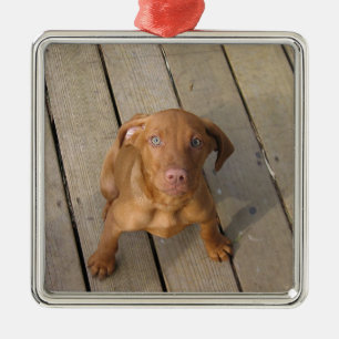 Ornement Carré Argenté chiot de vizsla