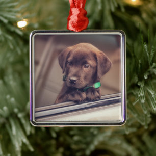 Ornement Carré Argenté Chocolate Labrador Puppy In Car