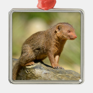 Ornement Carré Argenté Closeup dwarf mongoose postcard square sticker