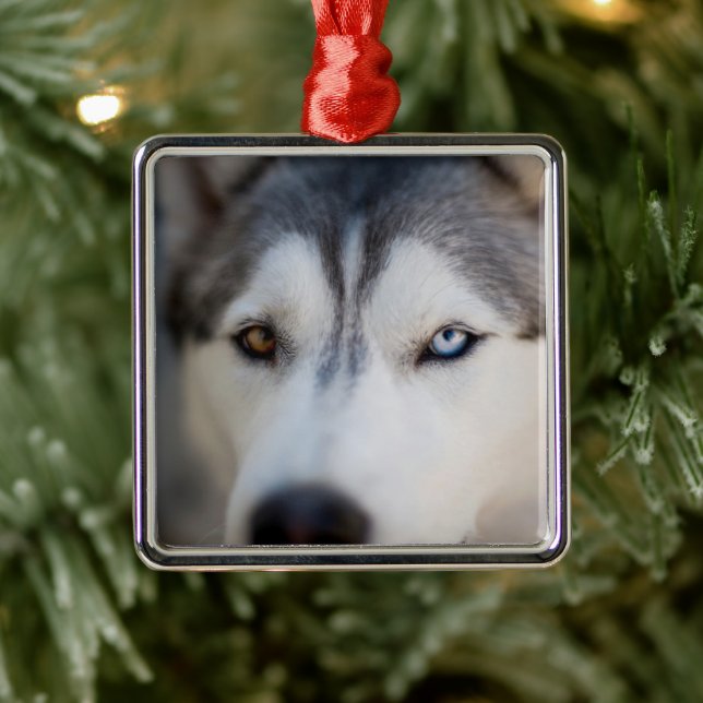 Ornement Carré Argenté Closeup Stoic Regard d'un malamute de l'Alaska (Arbre)