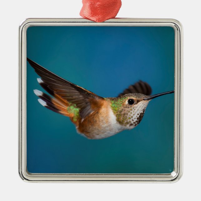 Ornement Carré Argenté Colibri Rufous (Devant)