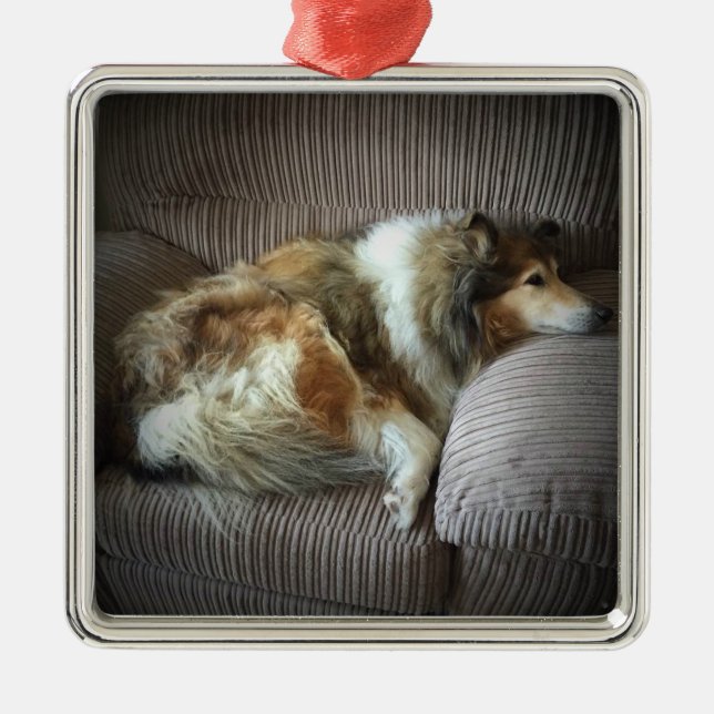 Ornement Carré Argenté Collie rugueux sur fauteuil (Devant)