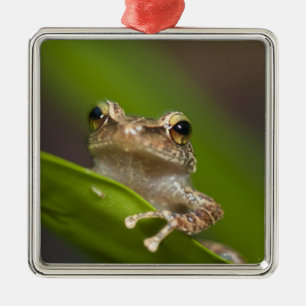 Ornement Carré Argenté Coqui commun, Eleutherodactylus coqui
