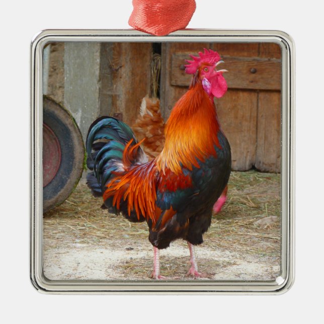 Ornement Carré Argenté Crowing Red Rooster de Rhode Island (Devant)