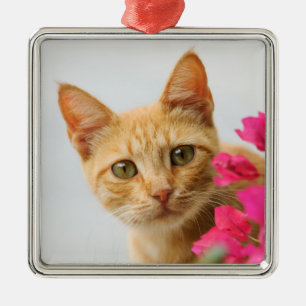 Ornement Carré Argenté Cute Ginger Cat Kitten vous regarde Photo -