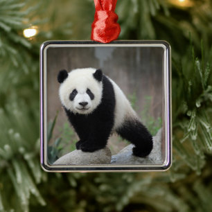 Ornement Carré Argenté Cutest Baby Animals Giant Panda Baby