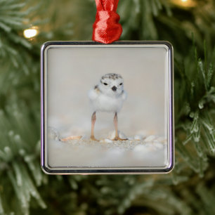 Ornement Carré Argenté Cutest Baby Animals   Piping Plover Chick