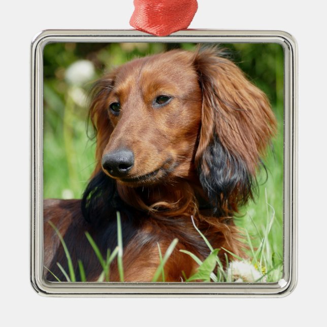 Ornement Carré Argenté Dachshund aux cheveux longs Brown - Doxie (Devant)