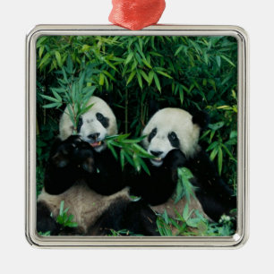 Ornement Carré Argenté Deux pandas mangeant du bambou ensemble, Wolong