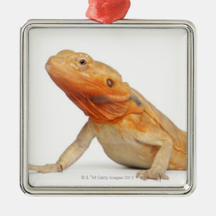 Ornement Carré Argenté Dragon barbu scaleless de SilkBacks - Pogona