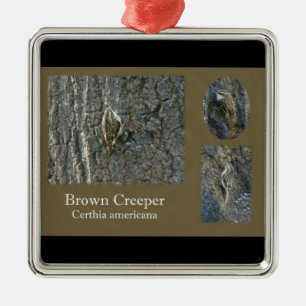 Ornement Carré Argenté Éléments de coordination des oiseaux chanteurs B