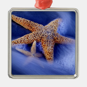 Ornement Carré Argenté États-Unis, Caroline du Sud, Hilton Head Island.D