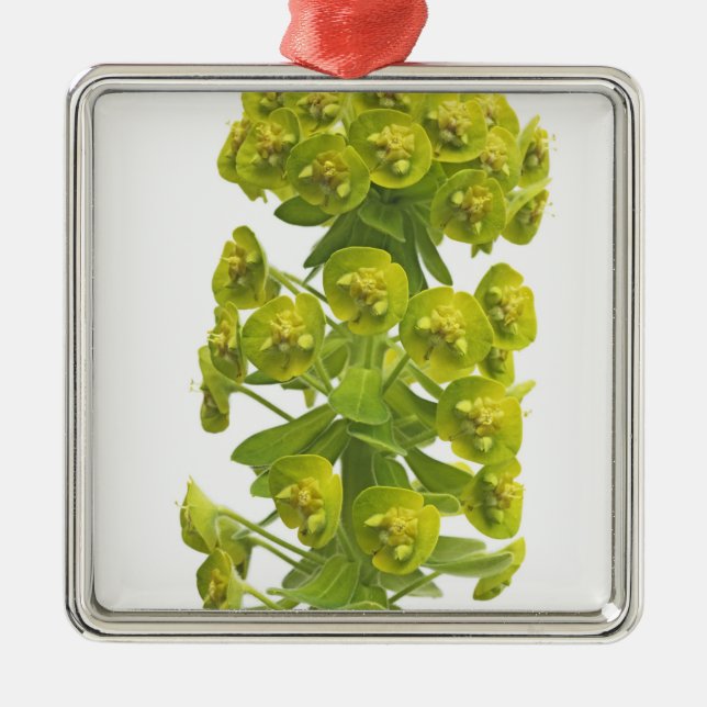 Ornement Carré Argenté Euphorbe (Devant)