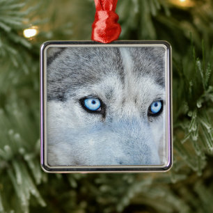 Ornement Carré Argenté Fermez Sibérie Husky avec les yeux bleus