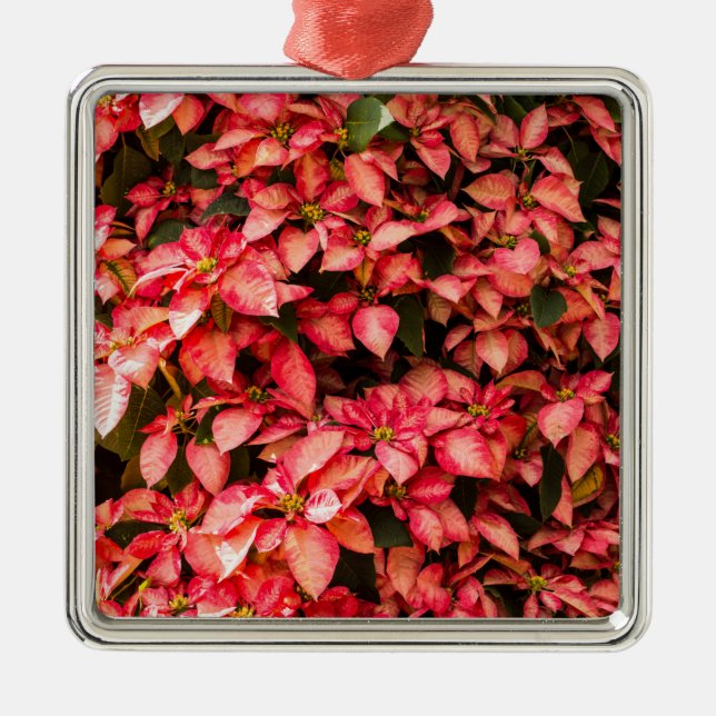 Ornement Carré Argenté Fleur de Noël Rouge Poinsettia (Devant)