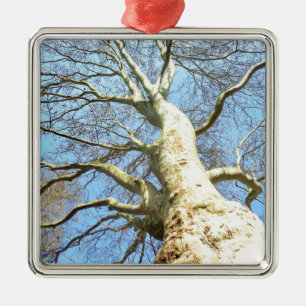 Ornement Carré Argenté Grandes Branches d'arbre ensoleillé dans Ciel bleu