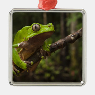 Ornement Carré Argenté grenouille géante à feuilles (Phyllomedusa bicolor