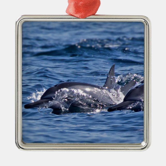 Ornement Carré Argenté Groupe de dauphins de goulot - Oman (Devant)