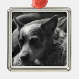 Ornement Carré Argenté Heeler bleu
