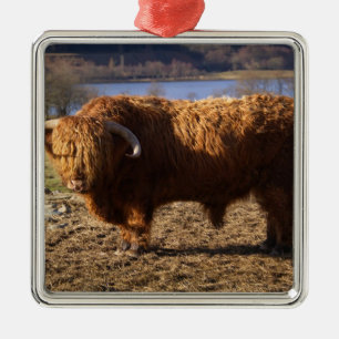Ornement Carré Argenté Highland Cattle Bull, Écosse