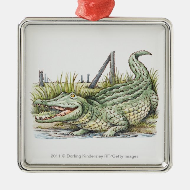 Ornement Carré Argenté Illustration d'alligator sur le rivage (Devant)