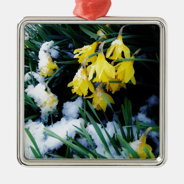 Ornement Carré Argenté Jaune Daffodils fleurs dans la neige (Devant)