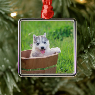 Ornement Carré Argenté La marionnette sibérienne Husky dans un pot