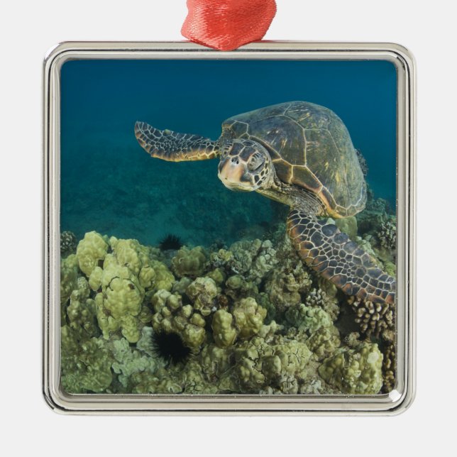 Ornement Carré Argenté La tortue verte, (Chelonia mydas), est le (Devant)