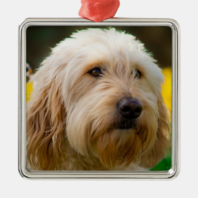 Ornement Carré Argenté Labradoodle Chien chiot (Devant)