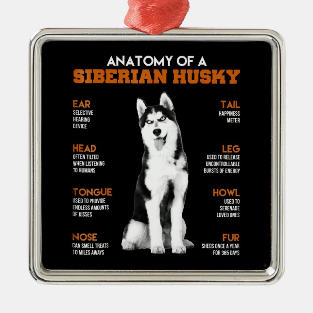 Ornement Carré Argenté L'anatomie d'un Husky Sibérien L'art drôle (Devant)