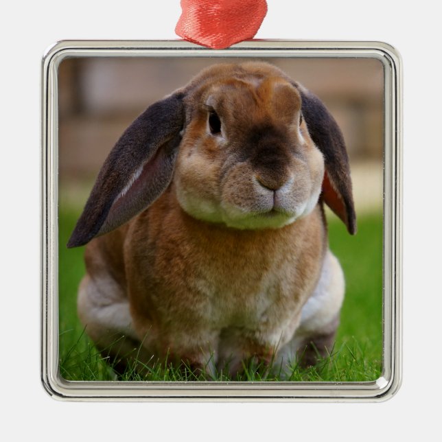 Ornement Carré Argenté Lapin Lapin Lapin Velveteen Lop (Devant)