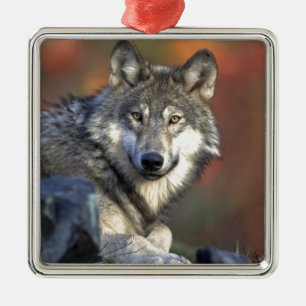 Ornement Carré Argenté L'art des loups