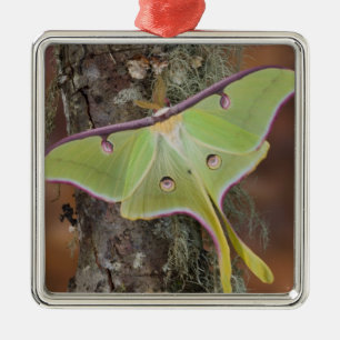 Ornement Carré Argenté Luna Moth en soie