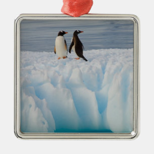 Ornement Carré Argenté manchot papou, Pygoscelis Papua, sur de la glace g